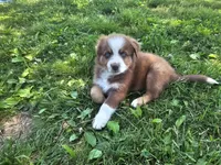 AKC Risk, a female Australian Shepherd for sale in Springfield, MO – 7 of 10