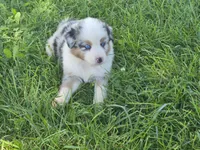 AKC Sparky (Male), a male Australian Shepherd for sale in Springfield, MO – 7 of 8