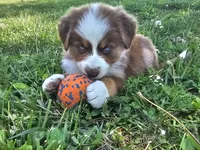 AKC Risk, a female Australian Shepherd for sale in Springfield, MO – 3 of 10