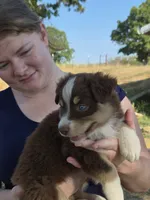 Snickers (AKC F), a female Australian Shepherd for sale in Springfield, MO – 7 of 8