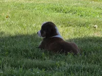 AKC Rocky (M), a male Australian Shepherd for sale in Springfield, MO – 3 of 4