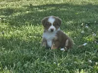 AKC Risk, a female Australian Shepherd for sale in Springfield, MO – 6 of 10