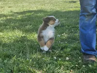 AKC Risk, a female Australian Shepherd for sale in Springfield, MO – 2 of 10