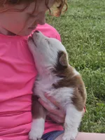AKC Sugar (F), a female Australian Shepherd for sale in Springfield, MO – 2 of 4