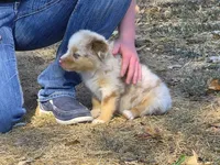 AKC Sergeant (Male), a male Australian Shepherd for sale in Springfield, MO – 1 of 7