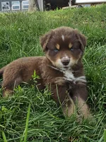 AKC Chip, a male Australian Shepherd for sale in Springfield, MO – 3 of 9