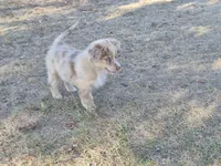 AKC Colonel (Full Tail), a male Australian Shepherd for sale in Springfield, MO – 2 of 2