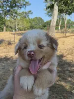AKC Sergeant (Male), a male Australian Shepherd for sale in Springfield, MO – 4 of 7