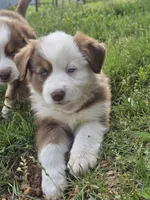 AKC Sugar (F), a female Australian Shepherd for sale in Springfield, MO – 4 of 4