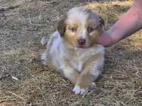 Hershey (AKC F), a female Australian Shepherd for sale in Springfield, MO – 4 of 6