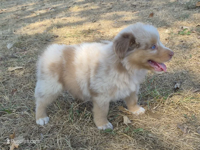Hershey (AKC F) – Australian Shepherd puppy for sale in Springfield, MO