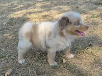 Hershey (AKC F), a female Australian Shepherd for sale in Springfield, MO – 1 of 6