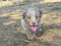 Hershey (AKC F), a female Australian Shepherd for sale in Springfield, MO – 5 of 6