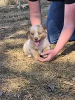Hershey (AKC F), a female Australian Shepherd for sale in Springfield, MO – 6 of 6