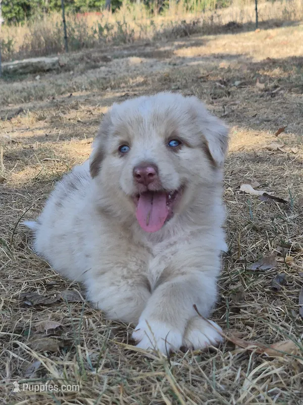 Private (AKC M) – Australian Shepherd puppy for sale in Springfield, MO