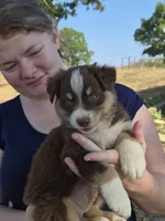 Snickers (AKC F), a female Australian Shepherd for sale in Springfield, MO – 8 of 8