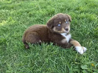AKC Trouble (F), a female Australian Shepherd for sale in Springfield, MO – 7 of 8
