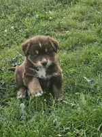 AKC Chip, a male Australian Shepherd for sale in Springfield, MO – 5 of 9
