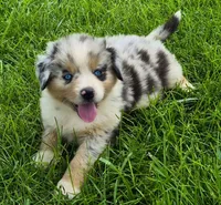 AKC Oreo (Male), a male Australian Shepherd for sale in Springfield, MO – 4 of 6