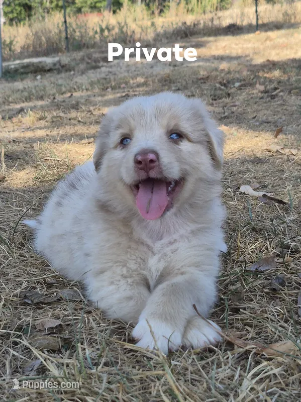 AKC Private (Male) – Australian Shepherd puppy for sale in Springfield, MO