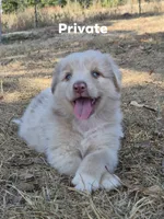 AKC Private (Male), a male Australian Shepherd for sale in Springfield, MO – 1 of 3