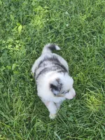 AKC Sparky (Male), a male Australian Shepherd for sale in Springfield, MO – 6 of 8