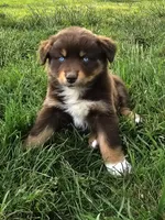 AKC Trouble (F), a female Australian Shepherd for sale in Springfield, MO – 8 of 8
