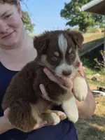 Snickers (AKC F), a female Australian Shepherd for sale in Springfield, MO – 2 of 8