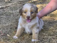 Hershey (AKC F), a female Australian Shepherd for sale in Springfield, MO – 3 of 6