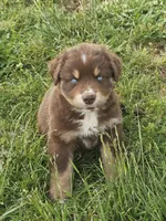 AKC Chip, a male Australian Shepherd for sale in Springfield, MO – 7 of 9