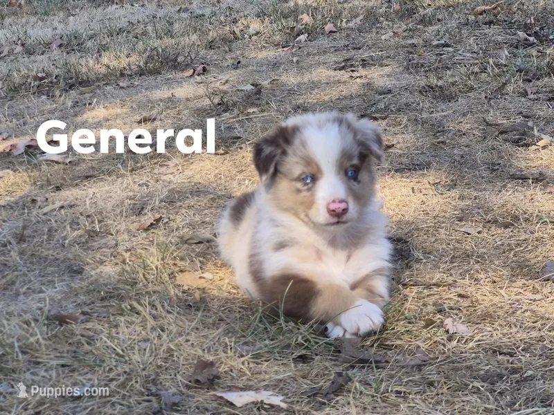 AKC General (Male) – Australian Shepherd puppy for sale in Springfield, MO