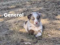 AKC General (Male), a male Australian Shepherd for sale in Springfield, MO – 1 of 1