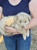 Private (AKC M), a male Australian Shepherd for sale in Springfield, MO – 4 of 9