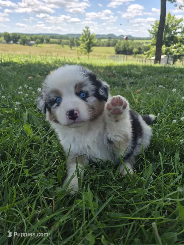 AKC Sparky (Male) – Australian Shepherd puppy for sale in Springfield, MO