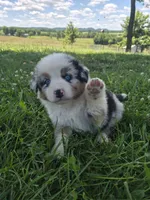 AKC Sparky (Male), a male Australian Shepherd for sale in Springfield, MO – 1 of 8