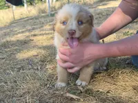 Hershey (AKC F), a female Australian Shepherd for sale in Springfield, MO – 2 of 6
