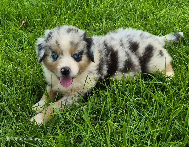 AKC Oreo (Male) – Australian Shepherd puppy for sale in Springfield, MO
