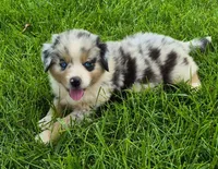 AKC Oreo (Male), a male Australian Shepherd for sale in Springfield, MO – 1 of 6