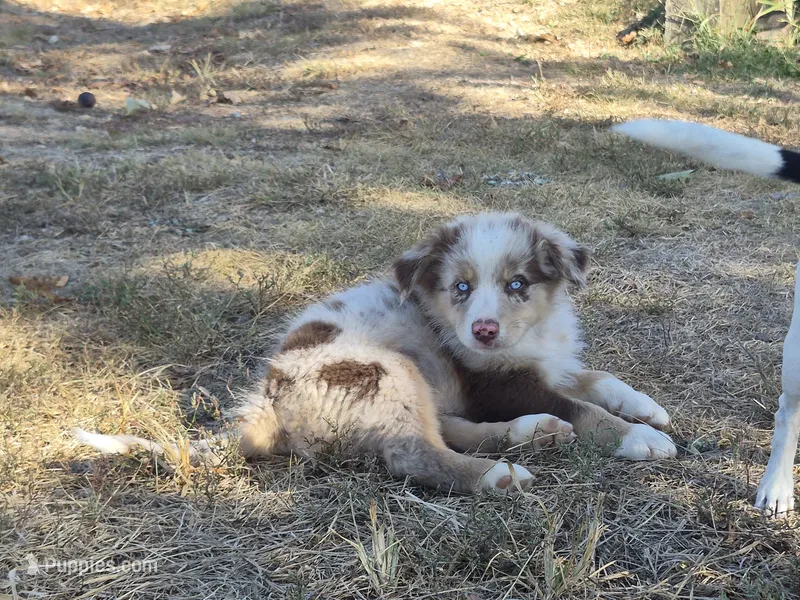 AKC General (Male) – Australian Shepherd puppy for sale in Springfield, MO