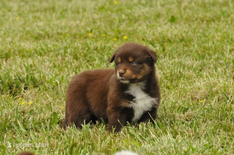 AKC Trouble (F) – Australian Shepherd puppy for sale in Springfield, MO