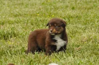 AKC Trouble (F), a female Australian Shepherd for sale in Springfield, MO – 1 of 8