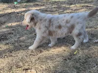 Private (AKC M), a male Australian Shepherd for sale in Springfield, MO – 8 of 9