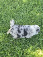 AKC Sparky (Male), a male Australian Shepherd for sale in Springfield, MO – 8 of 8