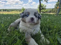 AKC Sparky (Male), a male Australian Shepherd for sale in Springfield, MO – 2 of 8