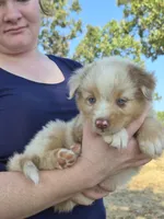 AKC Sergeant (Male), a male Australian Shepherd for sale in Springfield, MO – 3 of 7