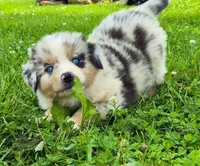 AKC Oreo (Male), a male Australian Shepherd for sale in Springfield, MO – 3 of 6