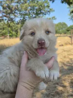 Private (AKC M), a male Australian Shepherd for sale in Springfield, MO – 2 of 9