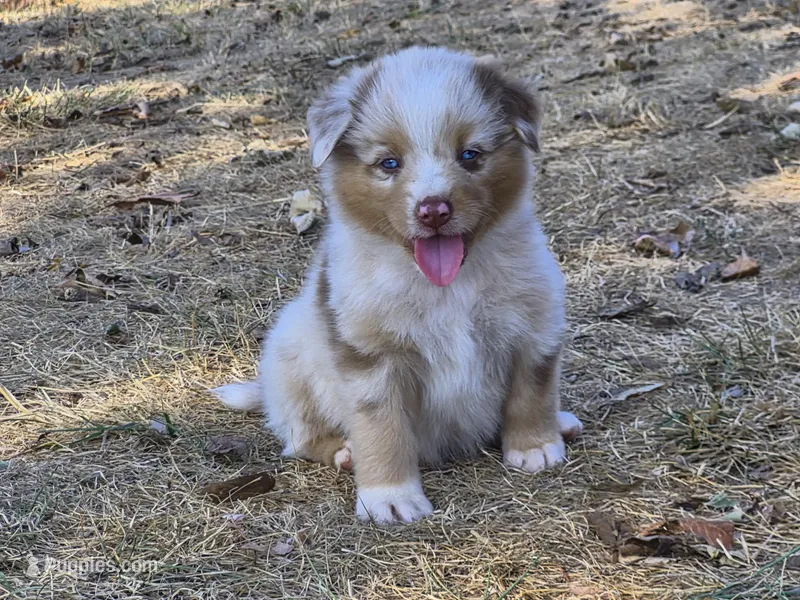 AKC Sergeant (Male) – Australian Shepherd puppy for sale in Springfield, MO