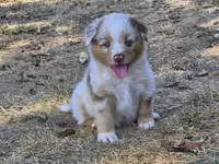 AKC Sergeant (Male), a male Australian Shepherd for sale in Springfield, MO – 7 of 7