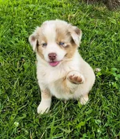 AKC S'more (Male), a male Australian Shepherd for sale in Springfield, MO – 5 of 5